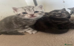 British Shorthair cats for sale: Pedigree British shorthair kittens for sale  - Image 2
