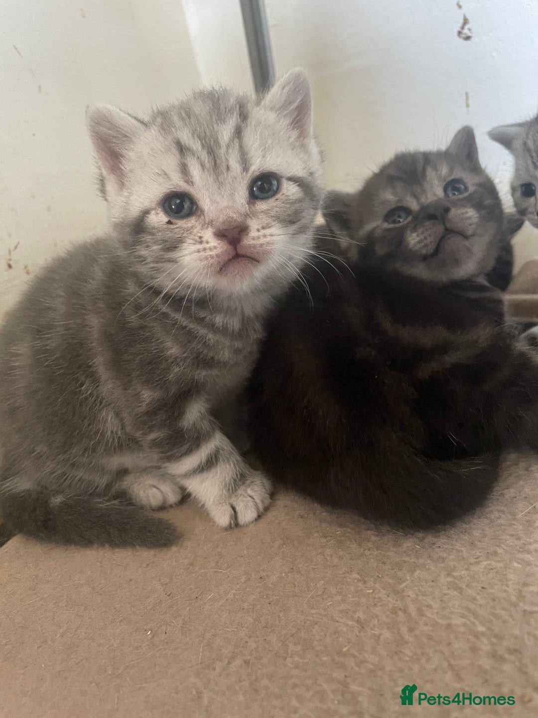 British Shorthair cats for sale: Pedigree British shorthair kittens for sale  - Image 2