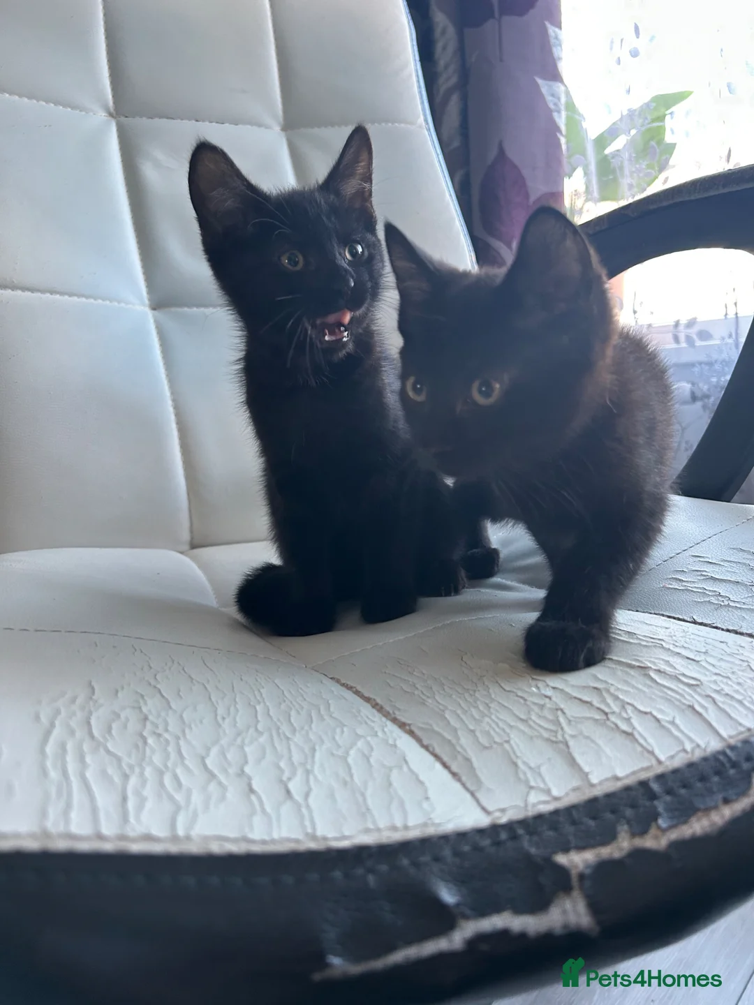 Mixed Breed cats for sale: Amazing sweet kittens - Advert 2