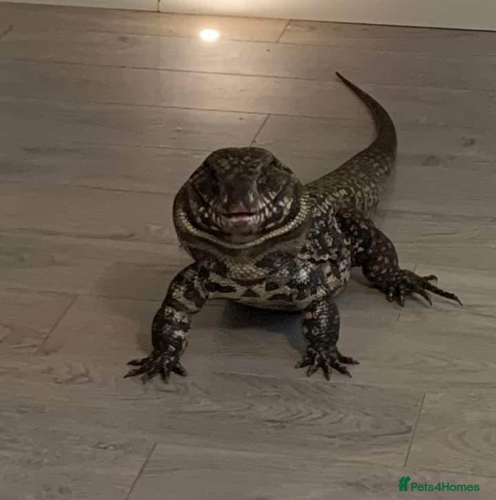 Monitor reptiles Rocky the Tegu - Advert 5