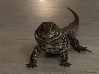 Monitor reptiles Rocky the Tegu - Advert 1