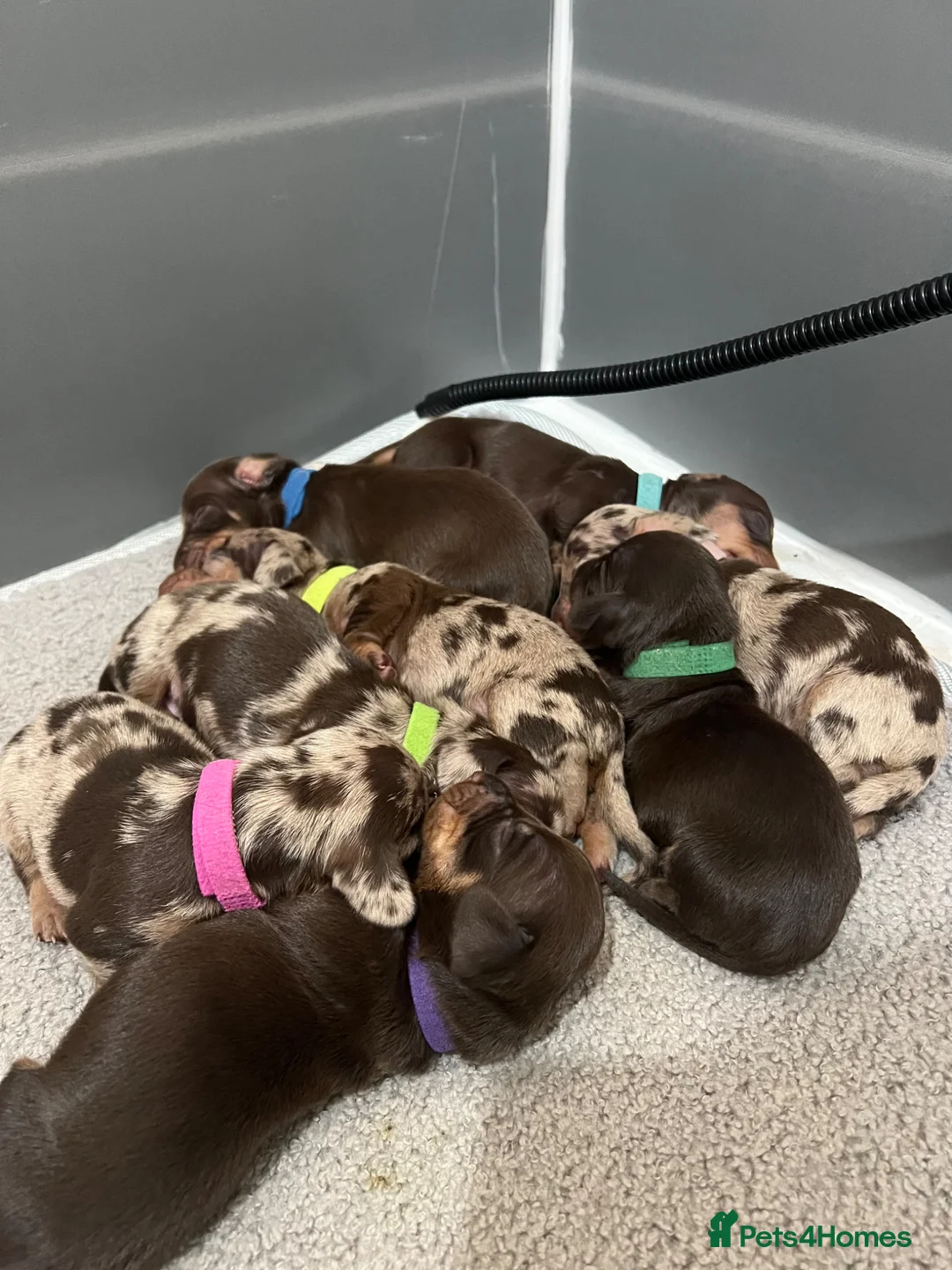 Dachshund dogs for sale: 8 beautiful miniature dachshunds  in Norwich - Advert 4