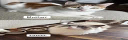 Mixed Breed cats for sale: Beautiful Ragdoll x Calico female kittens  - Advert 5