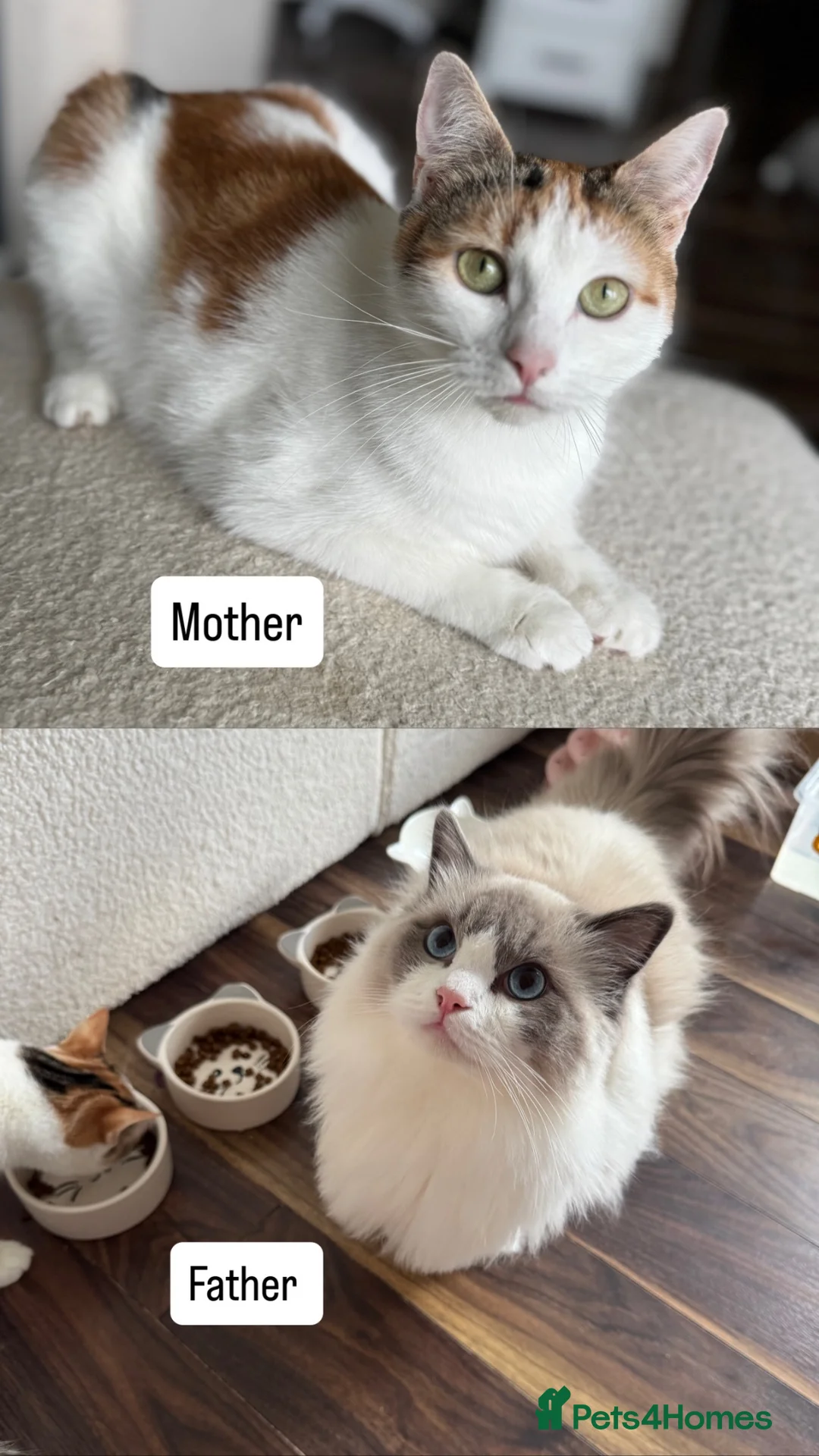 Mixed Breed cats for sale: Beautiful Ragdoll x Calico female kittens  - Advert 5