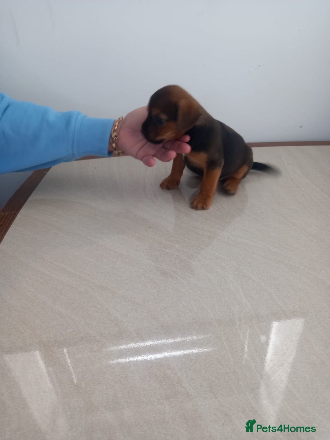 Mixed Breed dogs for sale: Patterdale x border terrier  - Image 4