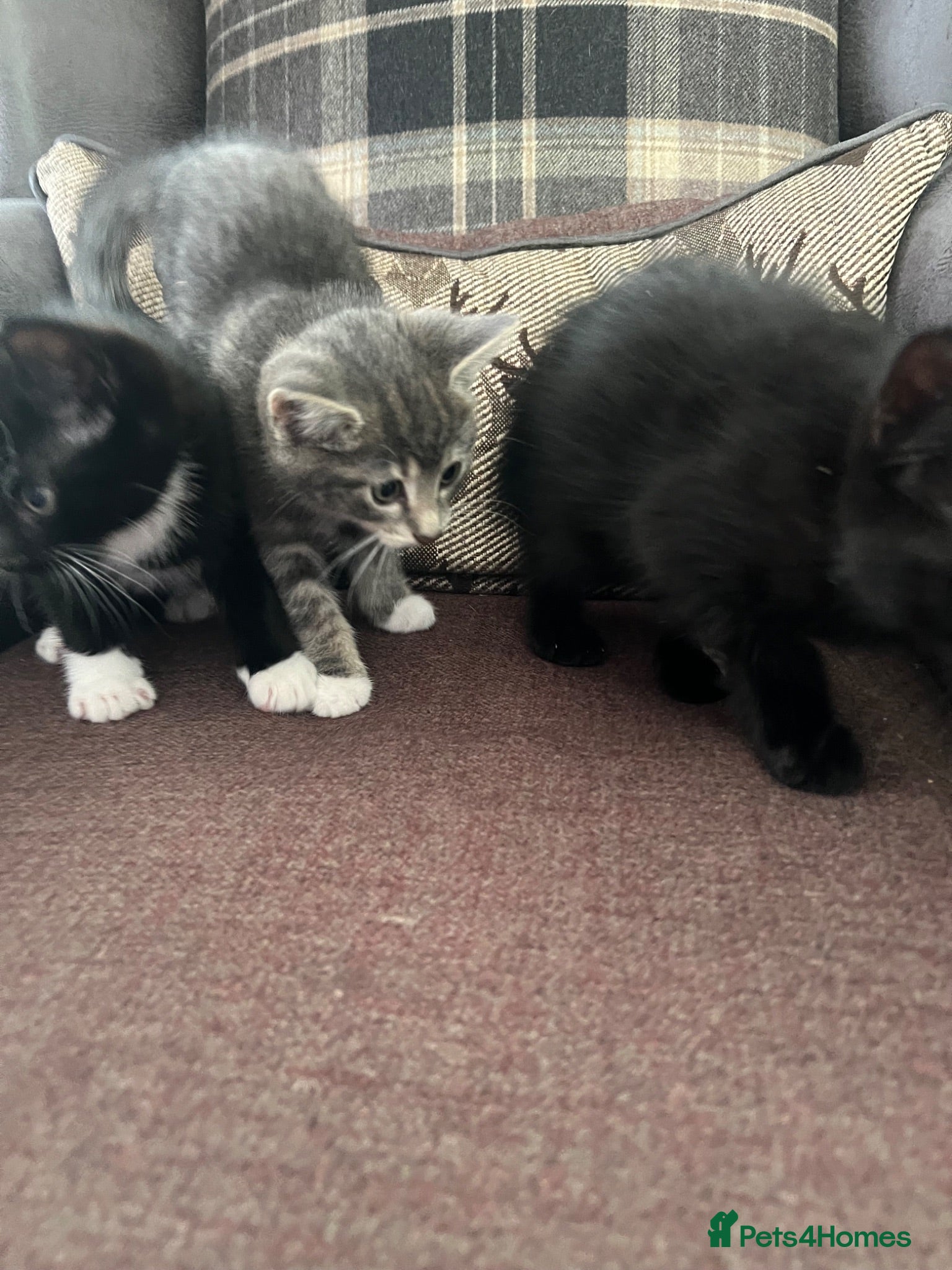 Mixed Breed cats 3 lovely kittens  - Advert 1