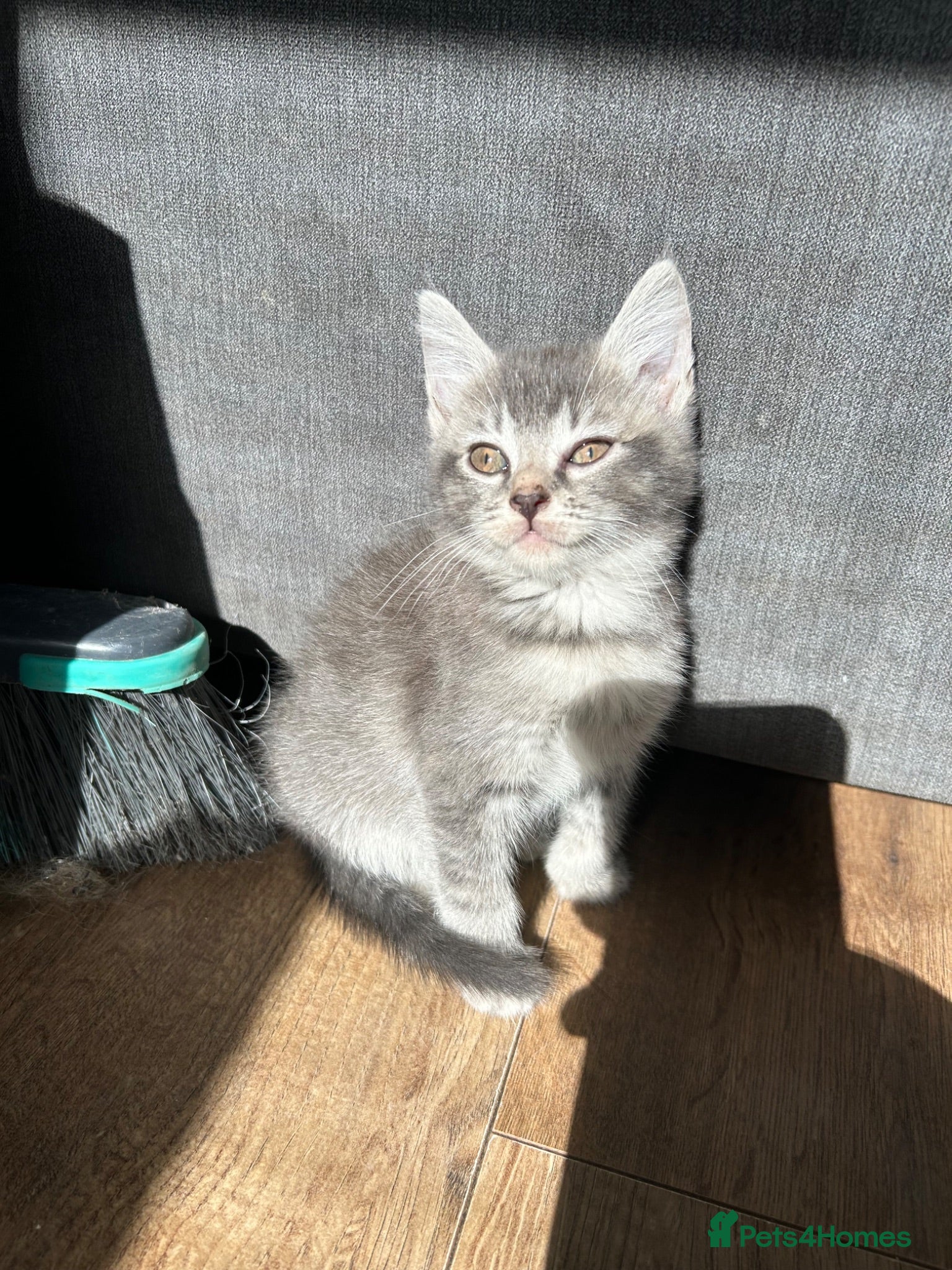 Mixed Breed cats 🚨4 Stunning Babies Ready To Leave🚨 - Advert 17