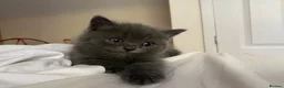 British Shorthair cats for sale: Amazing Pedigree British Shorthair Kittens  - Advert 9