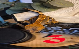 Gecko reptiles for sale: Crested Geckos in Liverpool - Image 7