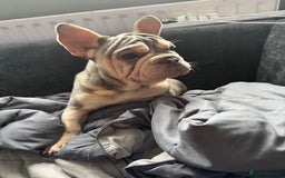Mixed Breed dogs for sale: Blue & tan EA Siberian husky velvet French bulldog - Image 4