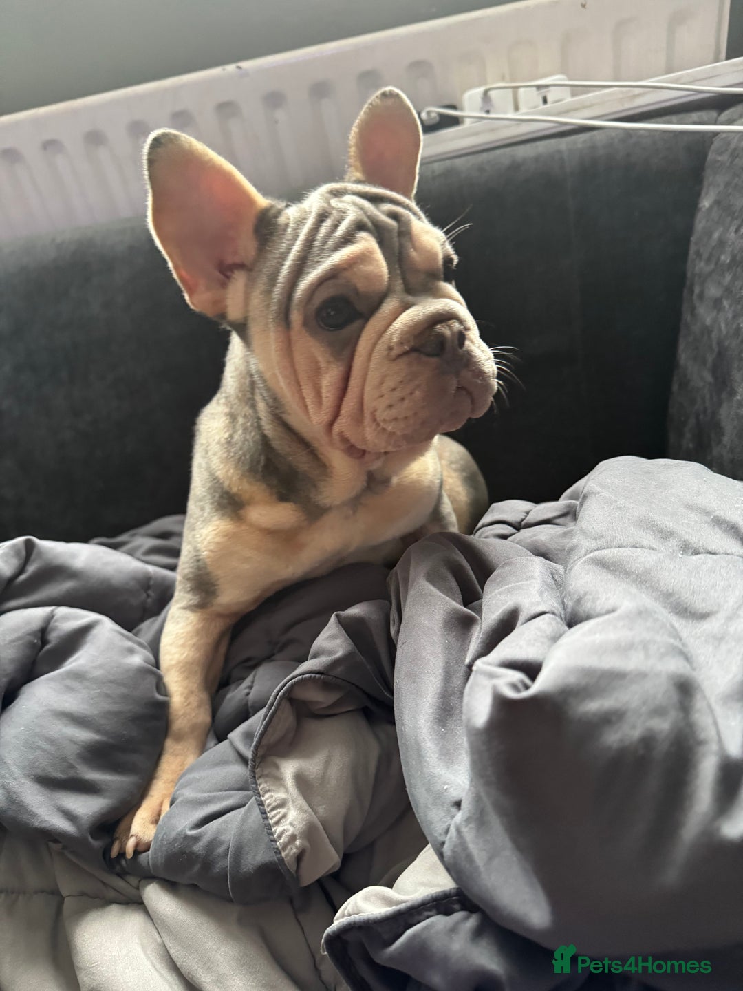 Mixed Breed dogs for sale: Blue & tan EA Siberian husky velvet French bulldog - Image 4