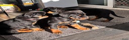 Rottweiler dogs for sale: Top Quality KC Health Tested Rottweiler Puppies  - Advert 4
