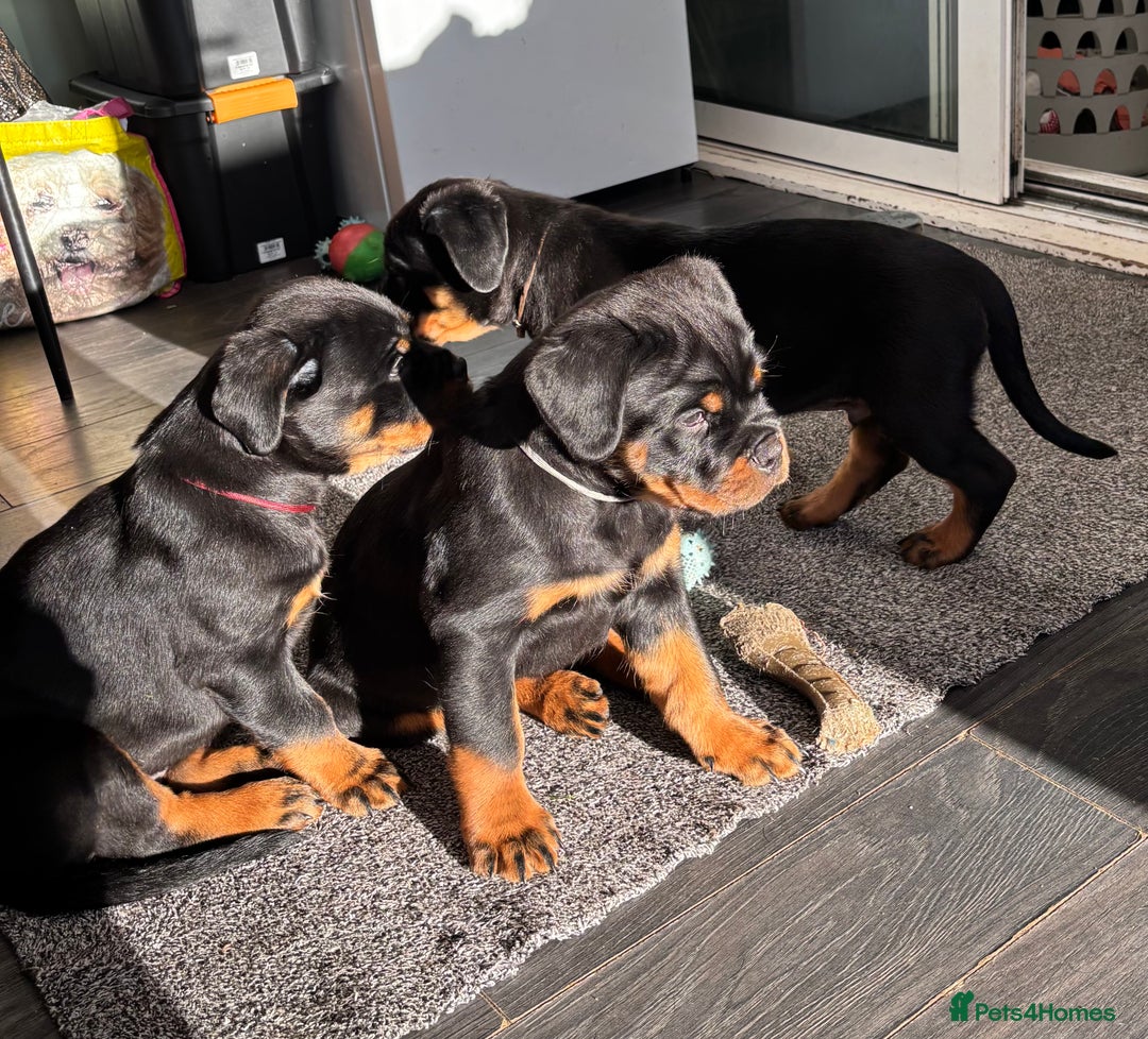 Rottweiler dogs for sale: Top Quality KC Health Tested Rottweiler Puppies  - Advert 4