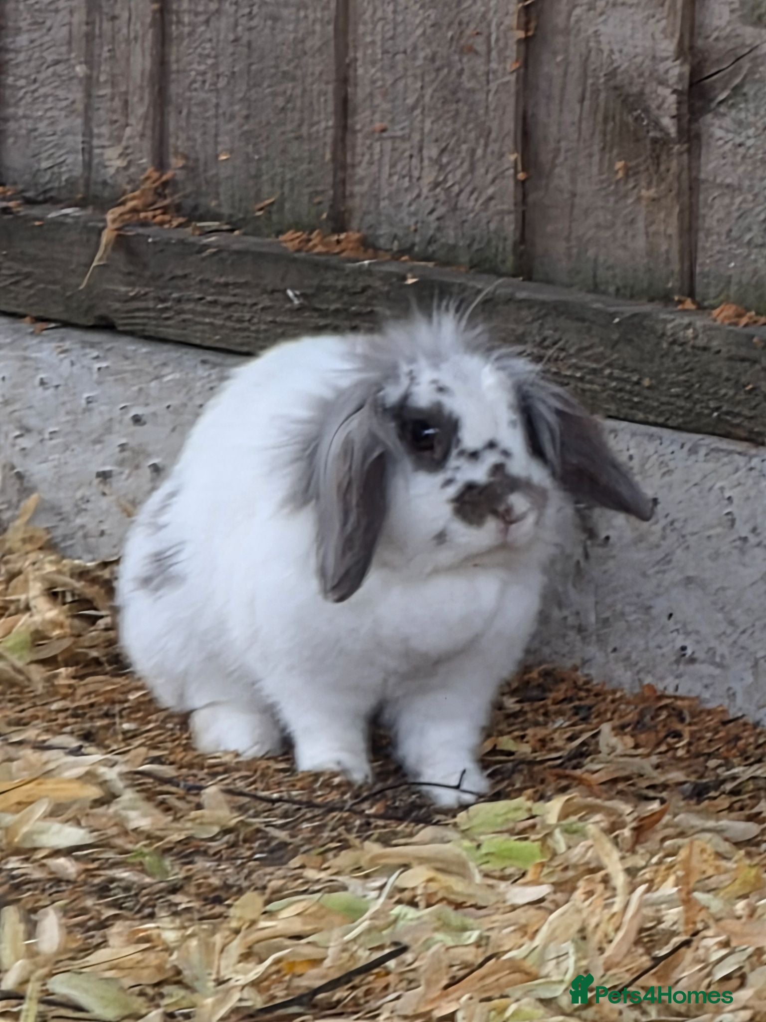 Lionhead rabbits Rabbit  - Advert 4
