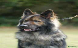 German Shepherd dogs for sale: German Shepherd Puppies - Image 13