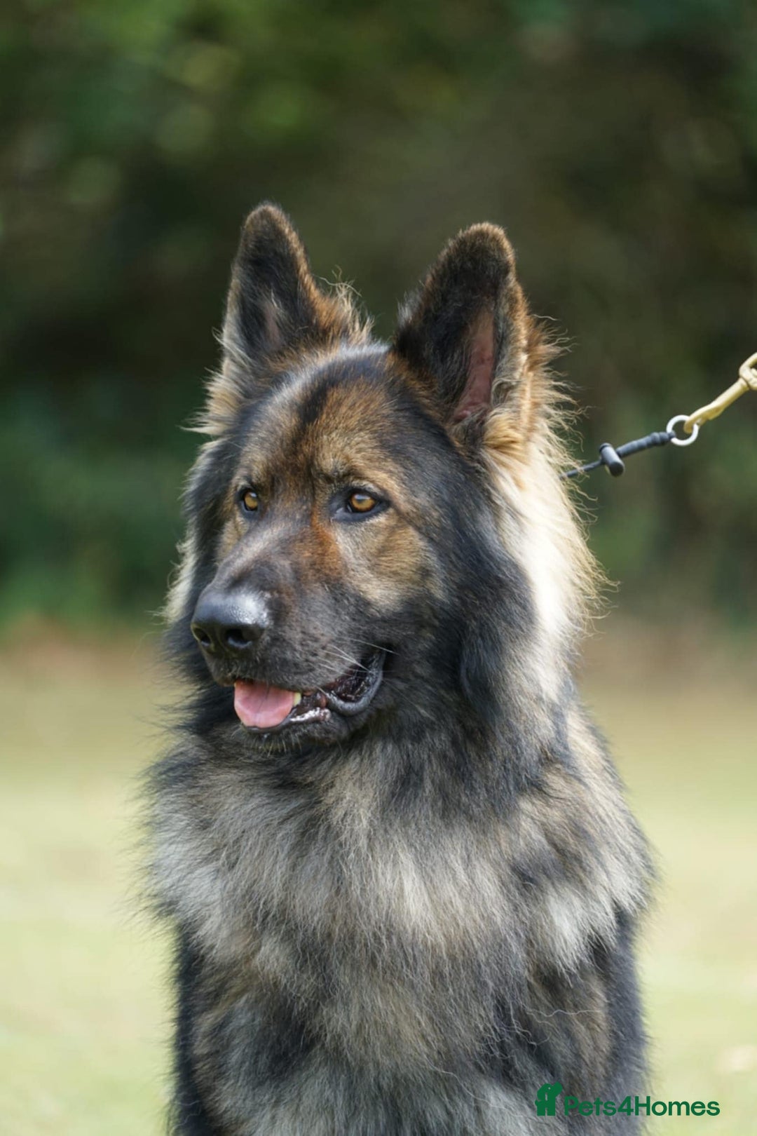 German Shepherd dogs for sale: German Shepherd Puppies - Image 13