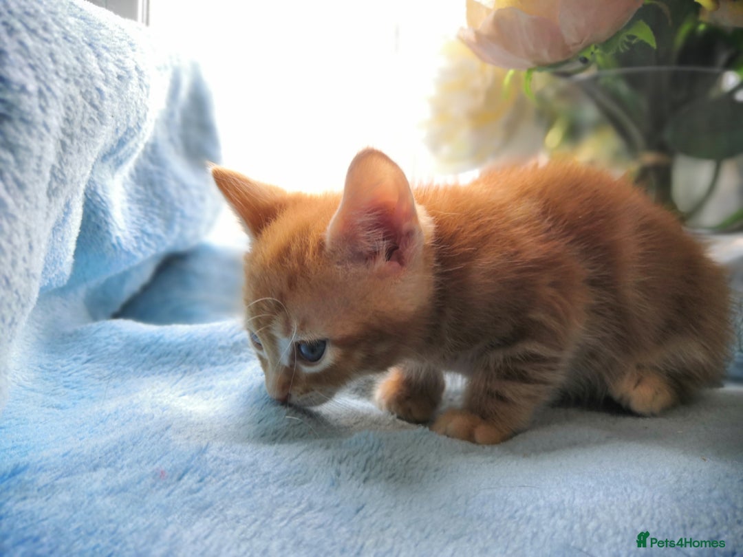 Mixed Breed cats for sale: Beautiful Male kittens VIDEOS - Image 17