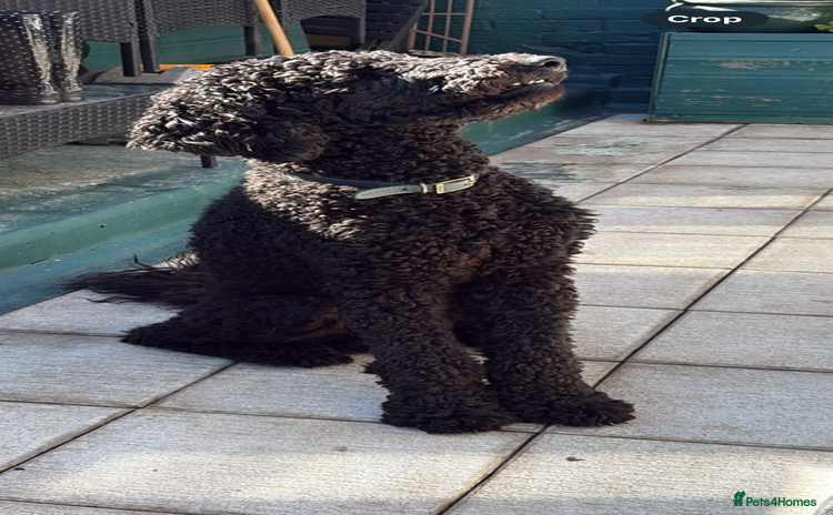 Standard Poodle dogs - Advert 1