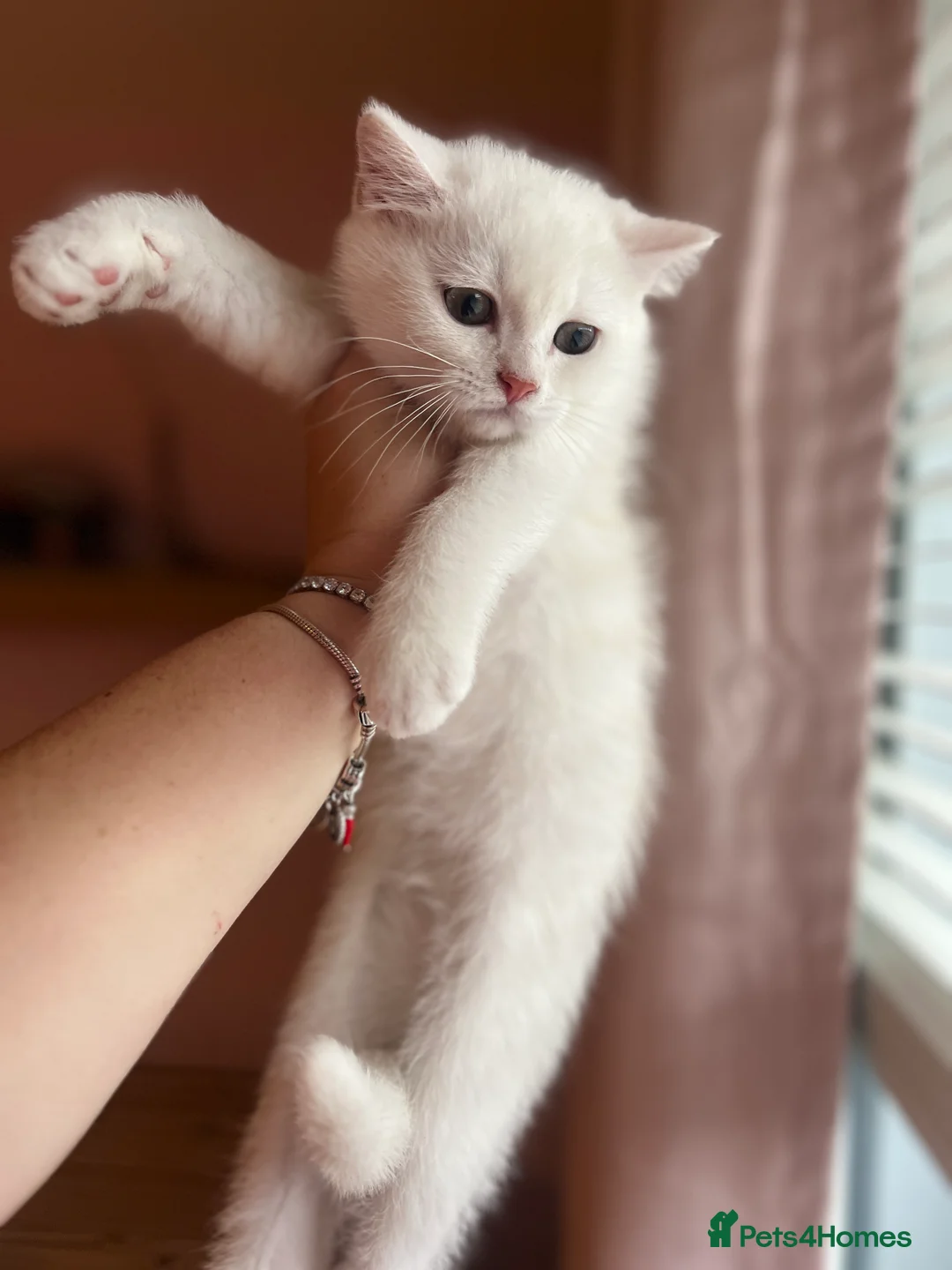 British Shorthair cats for sale: GCCF Reg Beautiful unique kittens - Advert 8