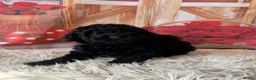 Toy Poodle dogs for sale: Beautiful Toy Poodles - Advert 3