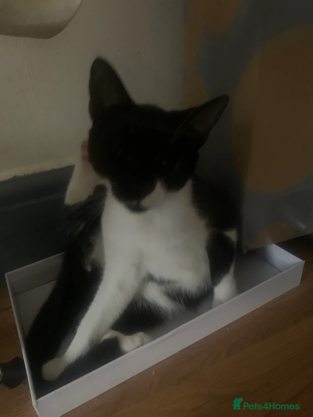 Mixed Breed cats for sale: Youngsters looking for home - Advert 17