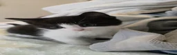 Mixed Breed cats for sale: READY TO GO KITTENS  - Advert 1