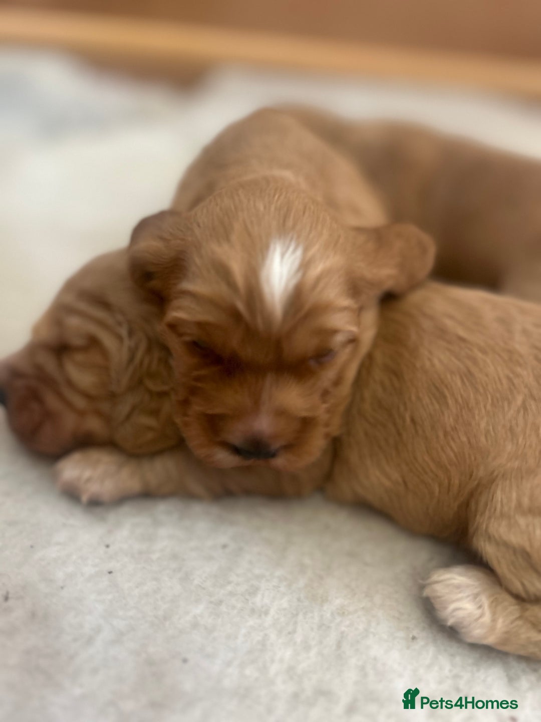 Cockapoo dogs for sale: Cockapoo Pups - Image 24
