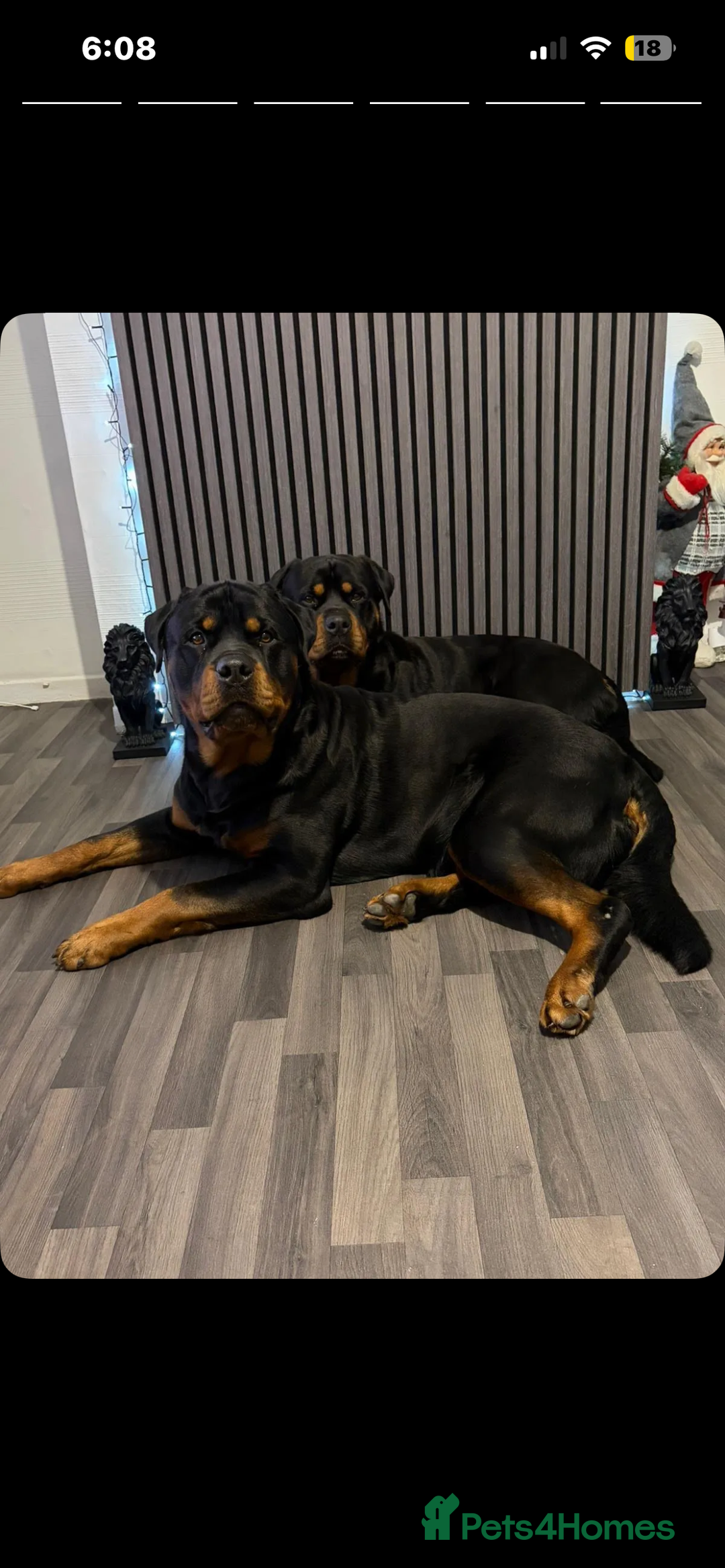 Rottweiler dogs for sale: LAST FEMALE ROTTWEILER PUPPY - Advert 11