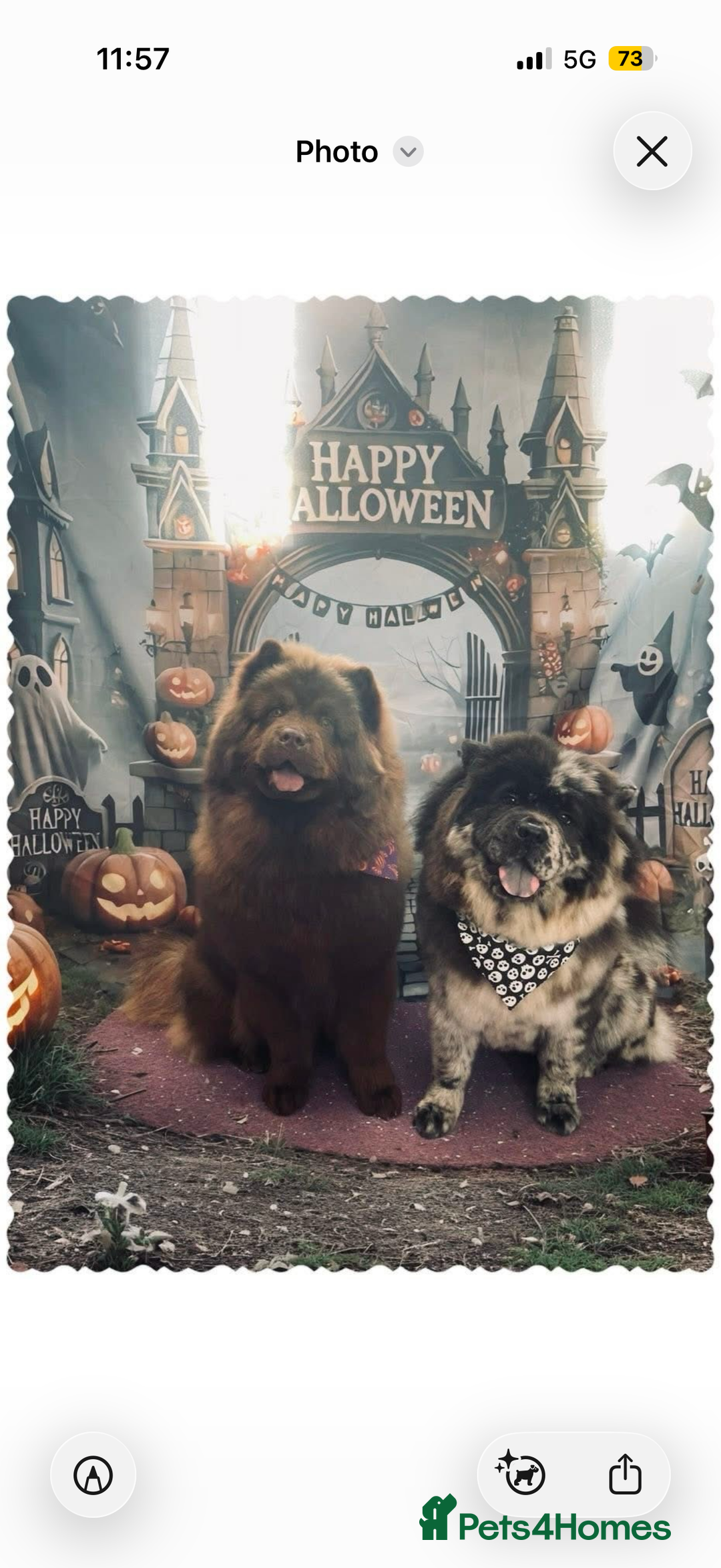 Chow Chow dogs for sale: Merle chow chow - Advert 2