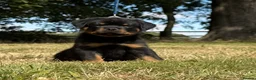 Rottweiler dogs for sale: ⭐️ Best Breeding in the UK 🇬🇧 ⭐️ - Advert 4