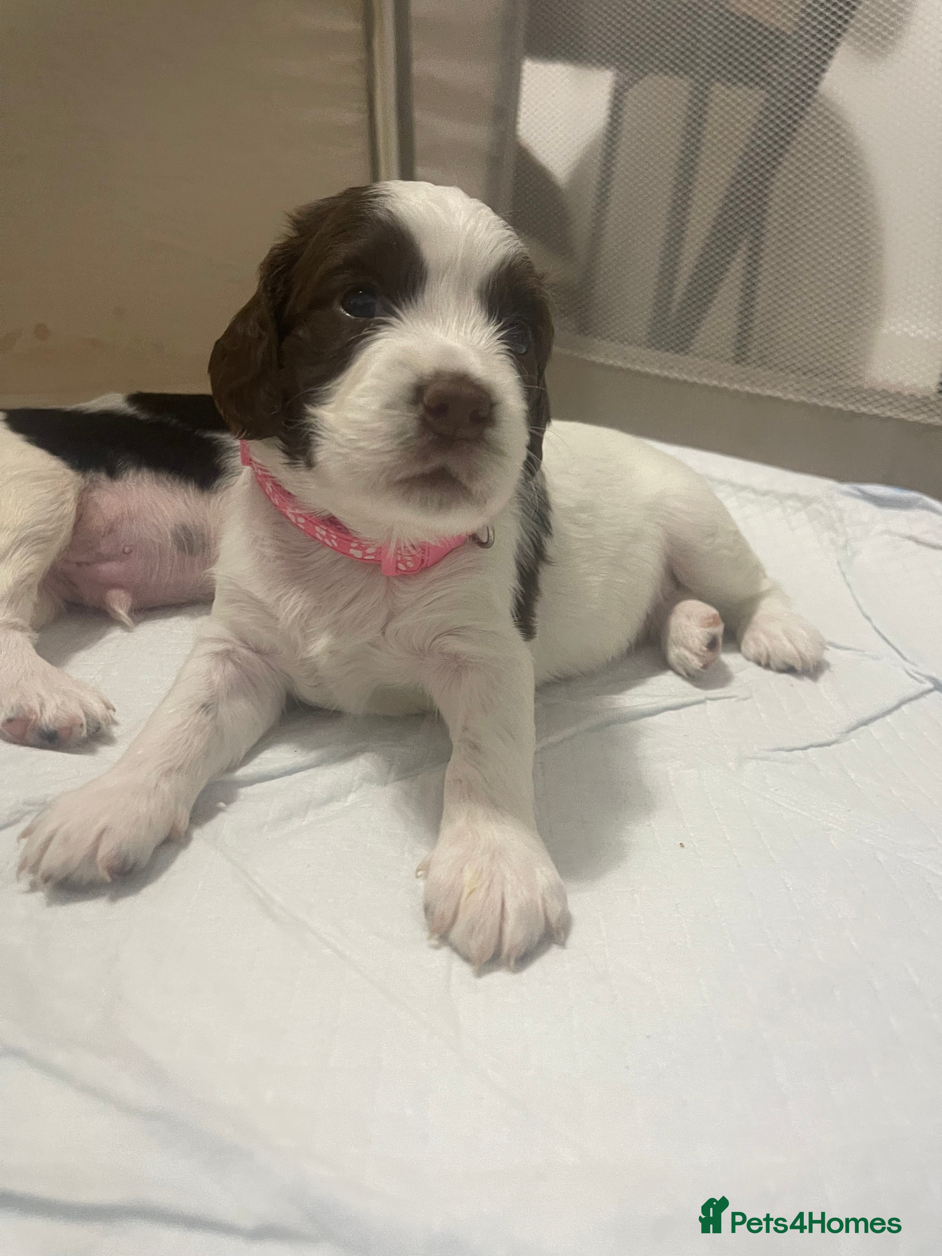 English Springer Spaniel dogs 4 weeks old🐶❤️AdorableSpringerSpanielPuppie 🐶❤️  - Advert 2