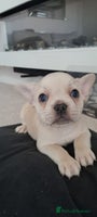 French Bulldog dogs - Advert 12