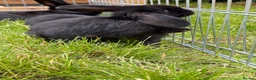 Mixed Breed rabbits for sale: Bunnies for sale  in Wadhurst - Advert 8