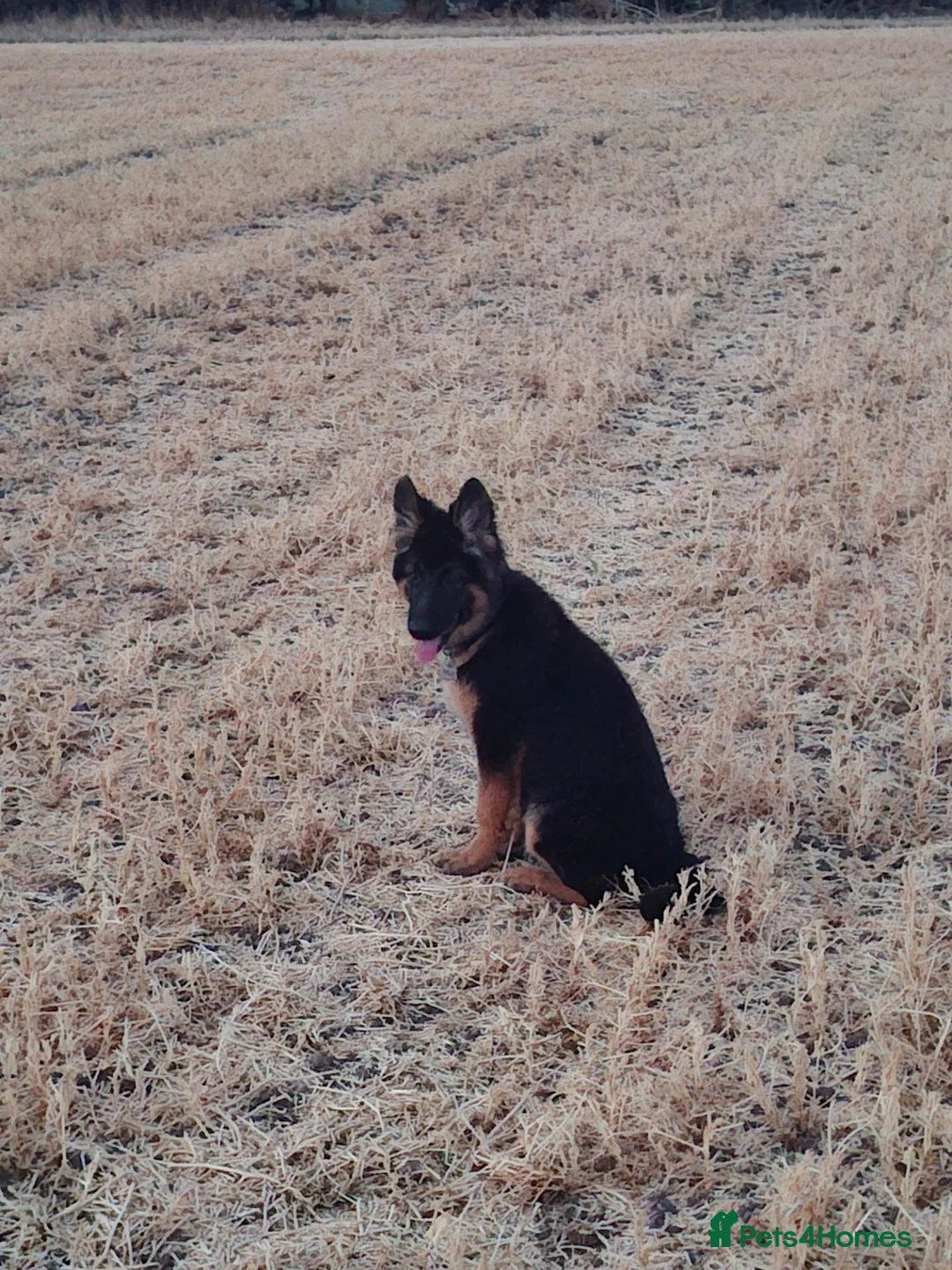 German Shepherd dogs for sale: Reluctant sale of our GSD - Advert 2