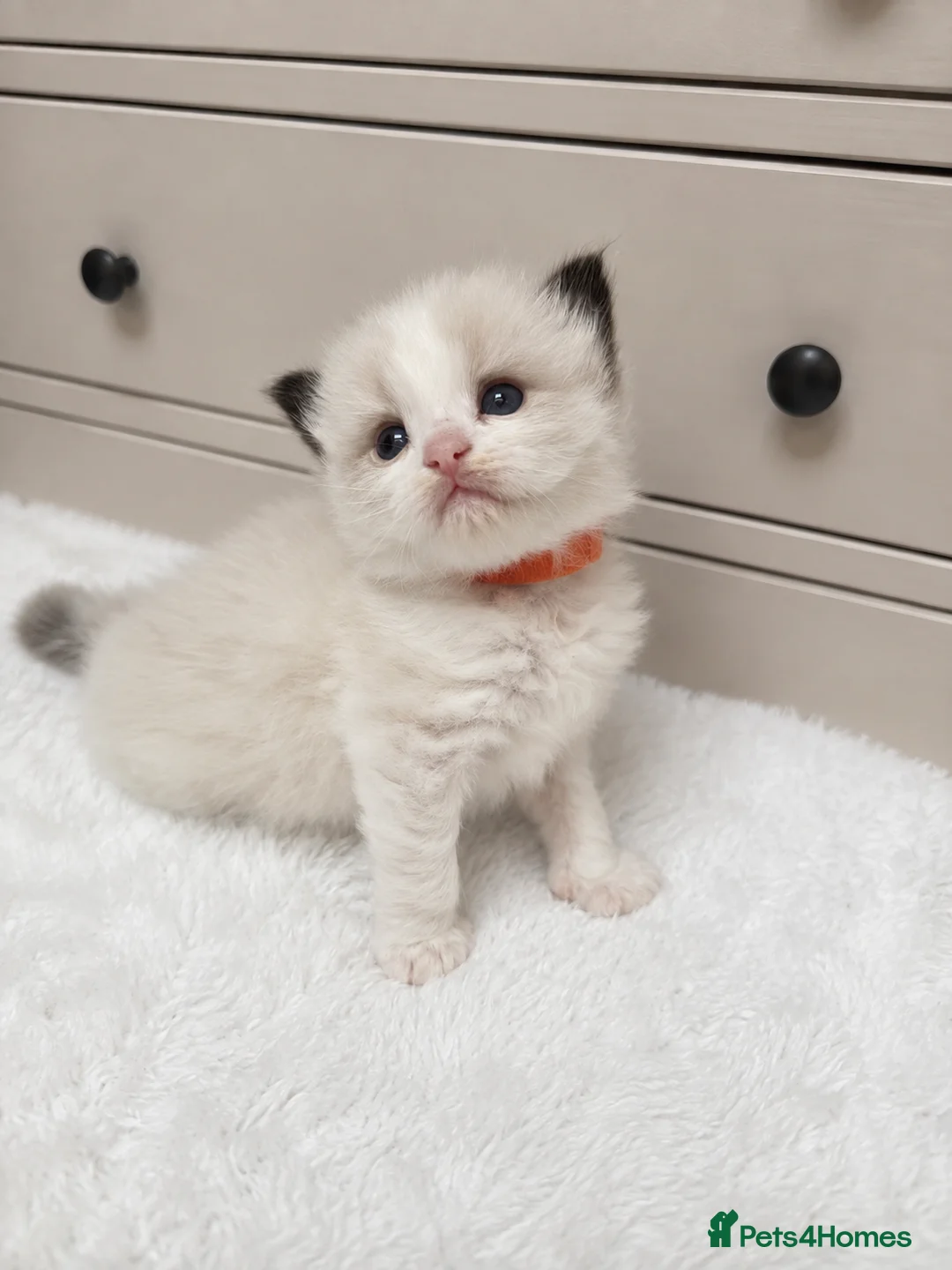 Ragdoll cats for sale: ✨ Beautiful Pedigree Ragdoll Kittens Available ✨ - Advert 27