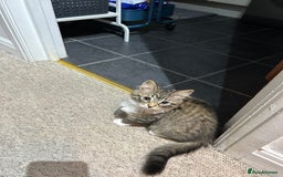 Mixed Breed cats for sale: 1 female kittens for Sale - Advert 24