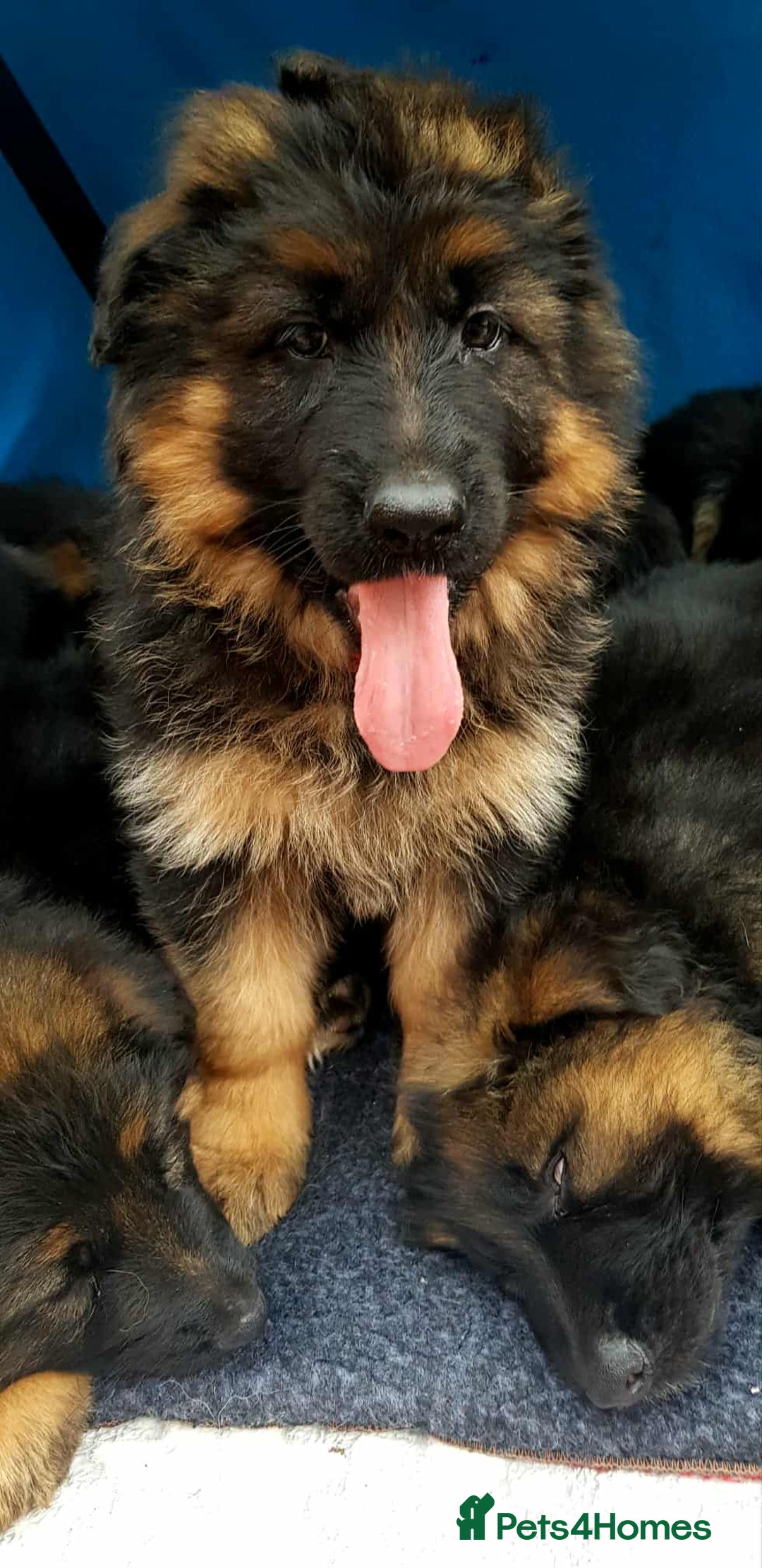 German Shepherd dogs for sale: KC. German shepherd puppies - Advert 10
