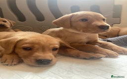 Labrador Retriever dogs for sale: KC registered Fox Red Labrador pup (last girl)🐾 in Saltcoats - Image 13