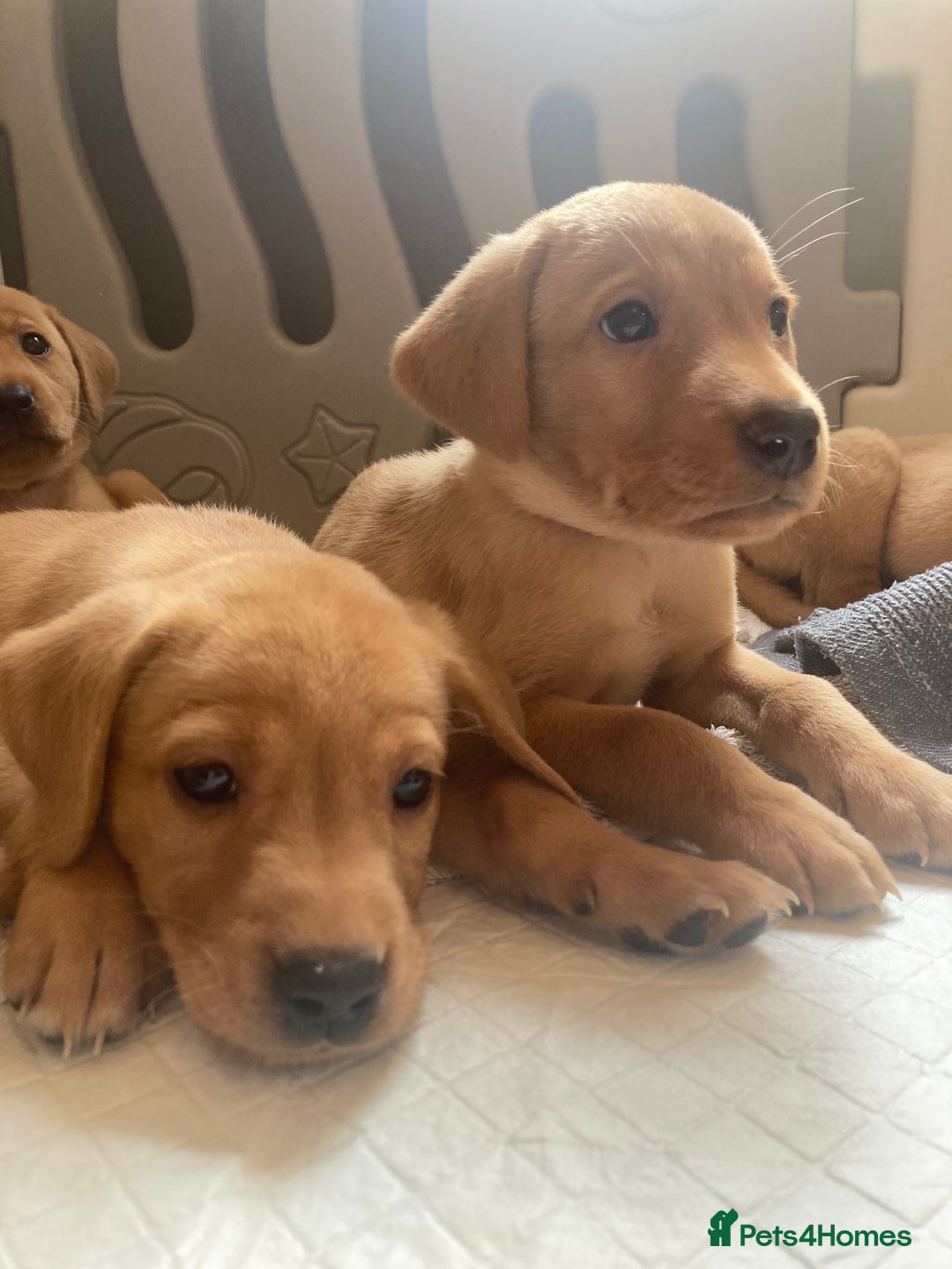 Labrador Retriever dogs for sale: KC registered Fox Red Labrador pup (last girl)🐾 in Saltcoats - Image 13
