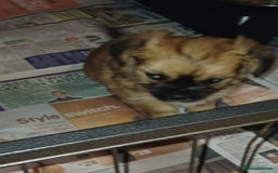 Chorkie dogs for sale: Chorkie puppies  - Image 6