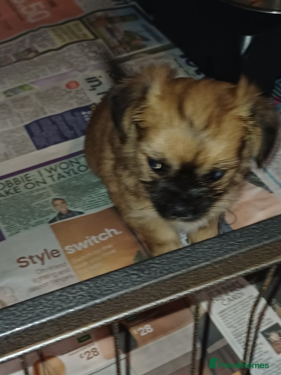 Chorkie dogs for sale: Chorkie puppies  - Image 6