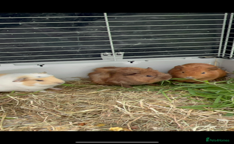 Guinea Pig rodents - Advert 2
