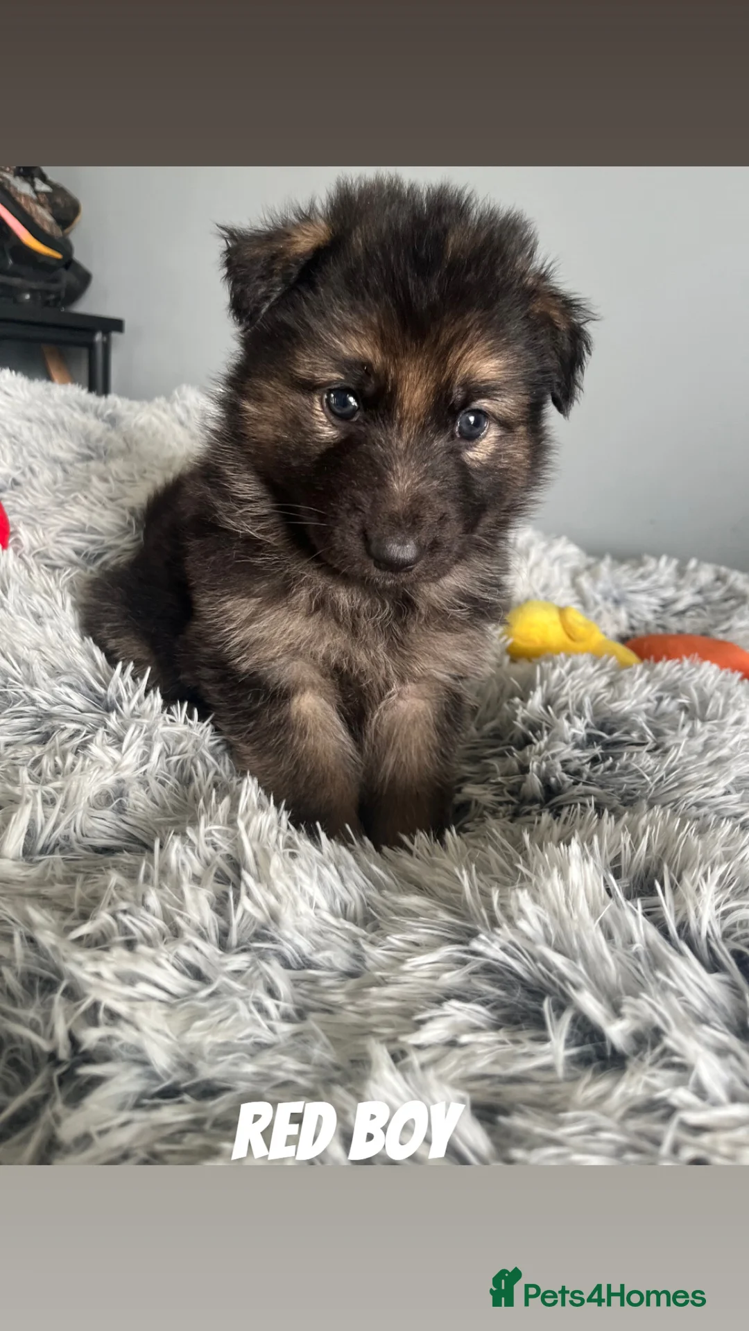 German Shepherd dogs for sale: Beautiful KC Reg Straight Back German Shepherds🐾 - Advert 31