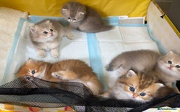 British Longhair cats for sale: Blue golden shaded of the world 🏆's offspring - Image 10