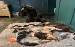 Cocker Spaniel dogs for sale: Cocker Spaniel (Show type ) KC registered pedigree - Image 2