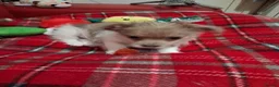 Mixed Breed dogs for sale: Puppies ready for forever homes  - Advert 5