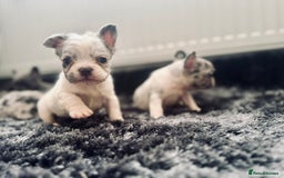 French Bulldog dogs for sale: French bulldogs - Image 14