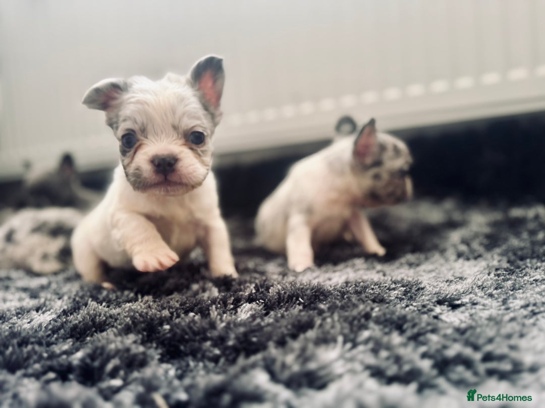 French Bulldog dogs for sale: French bulldogs - Image 14