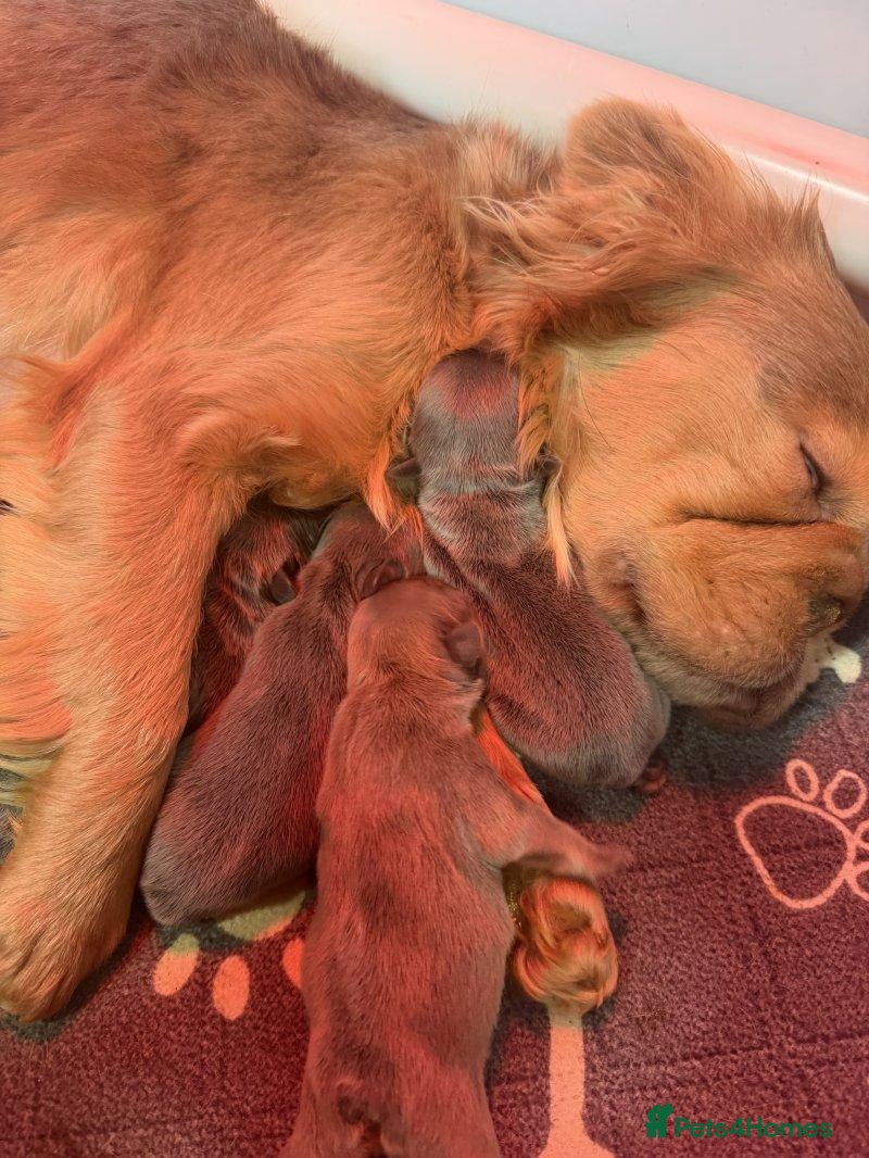 English Bulldog dogs English Bulldog Puppies Ready for forever homes - Advert 1