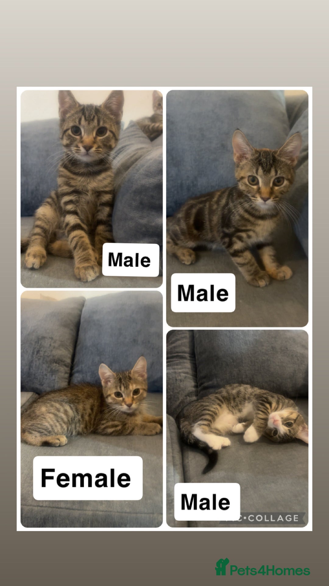 Mixed Breed cats for sale: 13-14 week old kittens - Advert 1